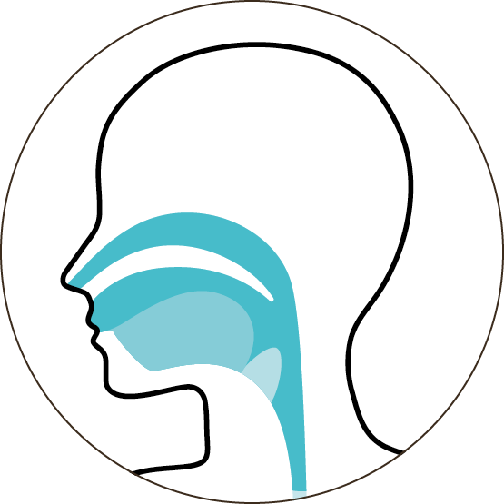 Illustration of a human head profile showing the nasal and oral passages highlighted in blueIllustration of a human head profile showing the nasal and oral passages highlighted in blue